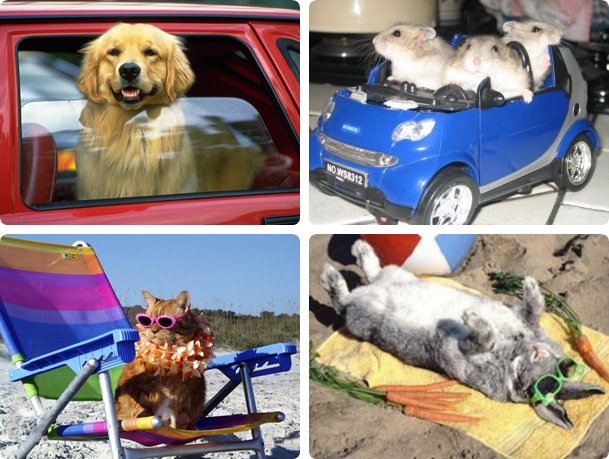 noleggio auto e trasporto animali